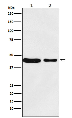Anti-MC4R Rabbit Monoclonal Antibody