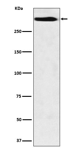 Anti-Mucin 5B Rabbit Monoclonal Antibody