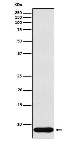 Anti-beta Defensin 1 Rabbit Monoclonal Antibody