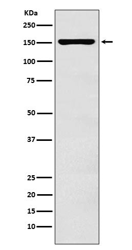 Anti-ADAR1 Rabbit Monoclonal Antibody