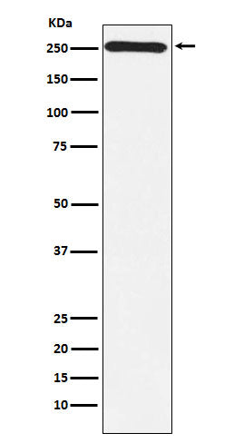 Anti-MYO7A Rabbit Monoclonal Antibody