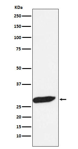 Anti-FHL1 Rabbit Monoclonal Antibody
