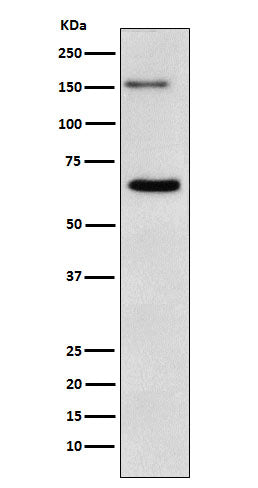 Anti-NUP153 Rabbit Monoclonal Antibody