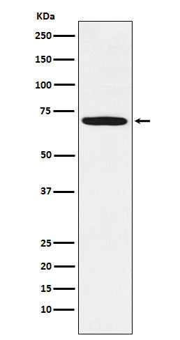 Anti-LIM Kinase 1 Rabbit Monoclonal Antibody