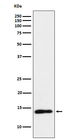Anti-T Cell Leukemia/Lymphoma Protein 1A Rabbit Monoclonal Antibody