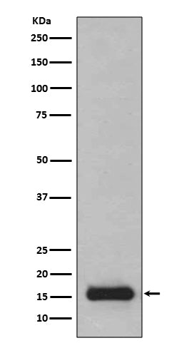 Anti-PFDN5 Rabbit Monoclonal Antibody