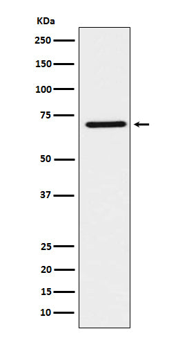 Anti-HNF 1 beta Rabbit Monoclonal Antibody