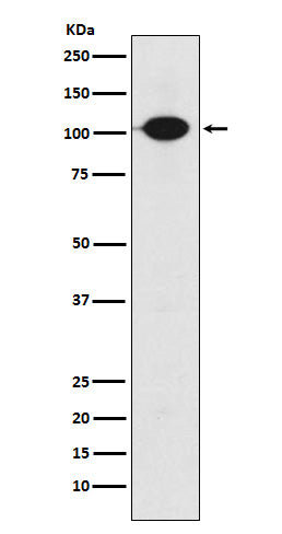 Anti-GABA B Receptor 2 Rabbit Monoclonal Antibody