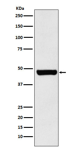 Anti-Hsc70 Interacting Protein HIP Rabbit Monoclonal Antibody