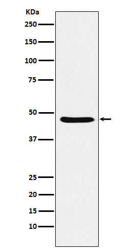 Anti-Dopamine Receptor D3 Rabbit Monoclonal Antibody