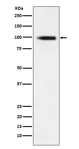 Anti-GIT1 Rabbit Monoclonal Antibody