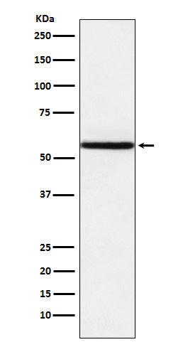 Anti-NR1D1 Rabbit Monoclonal Antibody