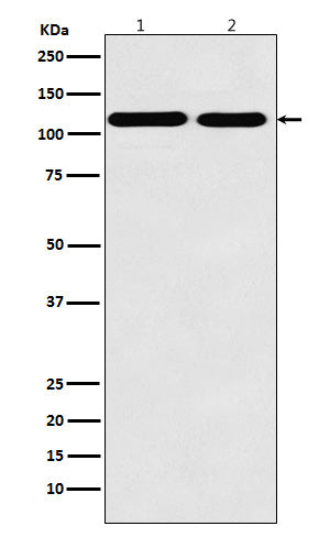 Anti-Matrin 3 Rabbit Monoclonal Antibody