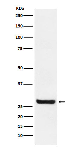 Anti-Sprouty 4 Rabbit Monoclonal Antibody