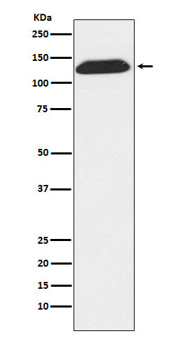 Anti-DNA Ligase I Rabbit Monoclonal Antibody