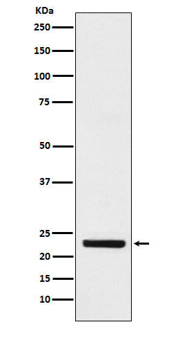 Anti-HBEGF Rabbit Monoclonal Antibody