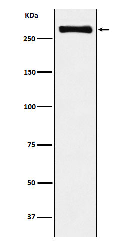 Anti-USP9X Rabbit Monoclonal Antibody
