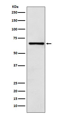 Anti-CoREST Rabbit Monoclonal Antibody