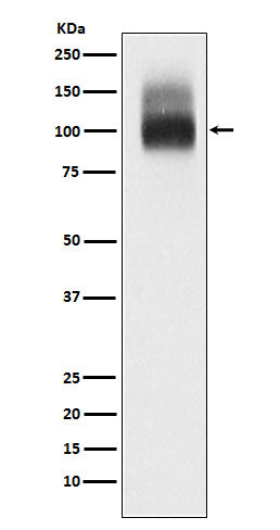 Anti-Band 3 Rabbit Monoclonal Antibody