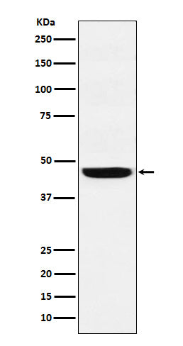 Anti-SEC61A Rabbit Monoclonal Antibody