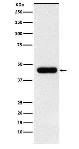 Anti-eIF4A1 Rabbit Monoclonal Antibody