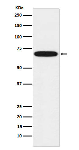 Anti-Cytochrome P450 1B1 Rabbit Monoclonal Antibody
