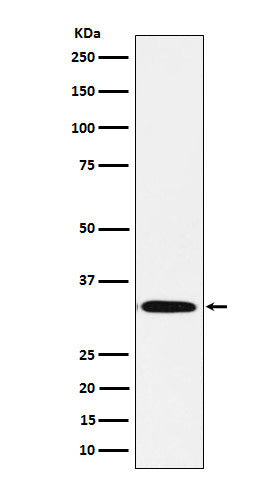 Anti-Syntaxin 1B Rabbit Monoclonal Antibody