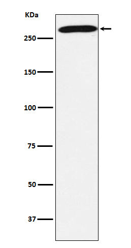 Anti-PRPF8 Rabbit Monoclonal Antibody
