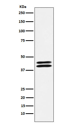 Anti-PON2 Rabbit Monoclonal Antibody