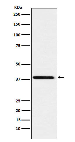 Anti-SAE1 Rabbit Monoclonal Antibody