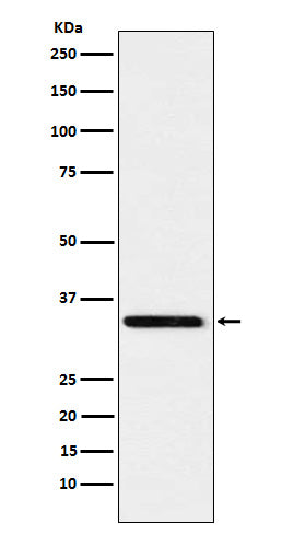 Anti-Syntaxin 4 Rabbit Monoclonal Antibody