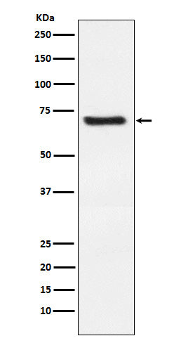 Anti-DKK3 Rabbit Monoclonal Antibody