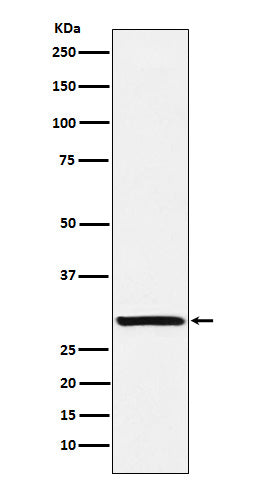 Anti-Intra Acrosomal Protein Rabbit Monoclonal Antibody