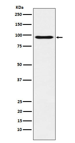 Anti-Oct-1 Rabbit Monoclonal Antibody