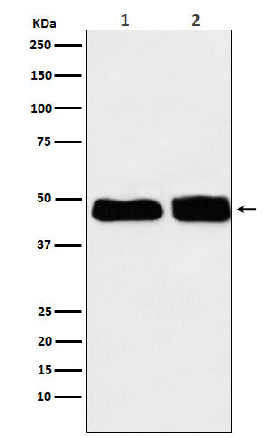 Anti-C4 Binding Protein Rabbit Monoclonal Antibody