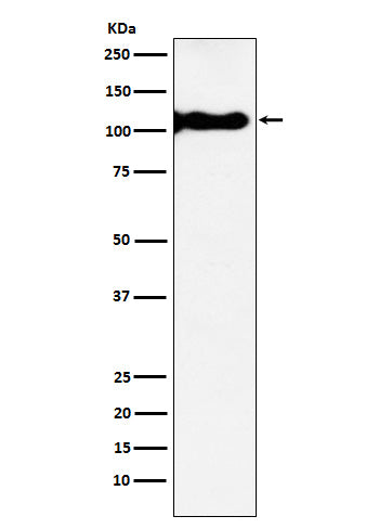 Anti-KA1 Rabbit Monoclonal Antibody
