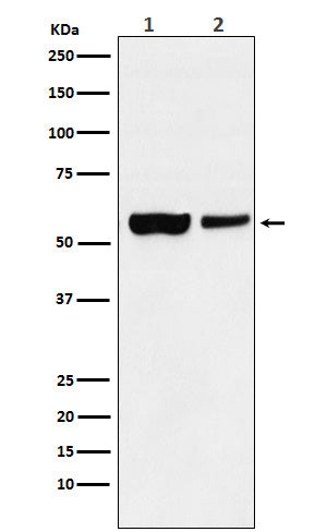 Anti-USP22 Rabbit Monoclonal Antibody