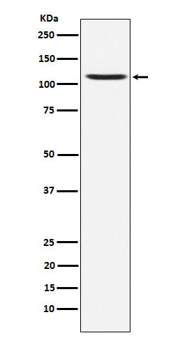 Anti-GluA4 Rabbit Monoclonal Antibody