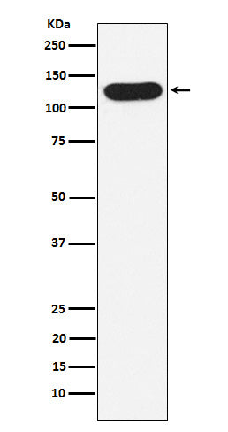 Anti-Nicastrin Rabbit Monoclonal Antibody