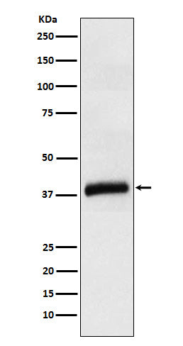 Anti-ApoL1 Rabbit Monoclonal Antibody