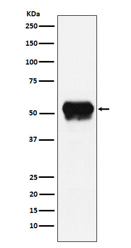 Anti-Fibrinogen gamma Chain Rabbit Monoclonal Antibody
