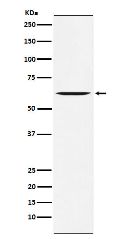 Anti-Yes1 Rabbit Monoclonal Antibody