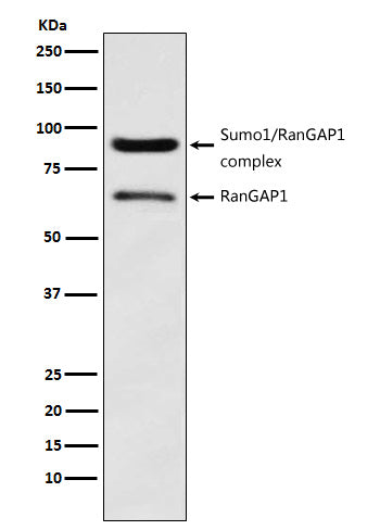Anti-RanGAP1 Rabbit Monoclonal Antibody