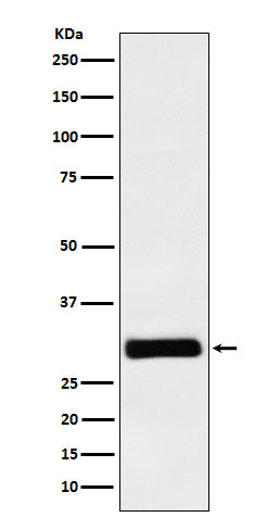 Anti-Hex Rabbit Monoclonal Antibody
