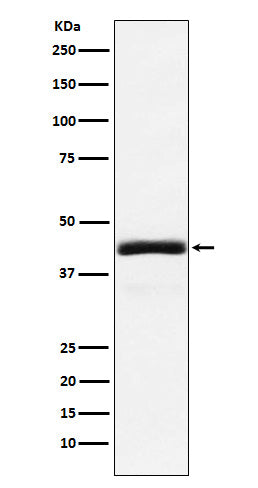 Anti-NEK2 Rabbit Monoclonal Antibody