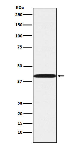 Anti-P2Y6 Rabbit Monoclonal Antibody