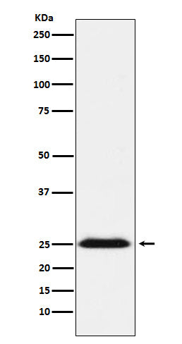 Anti-BAP31 Rabbit Monoclonal Antibody