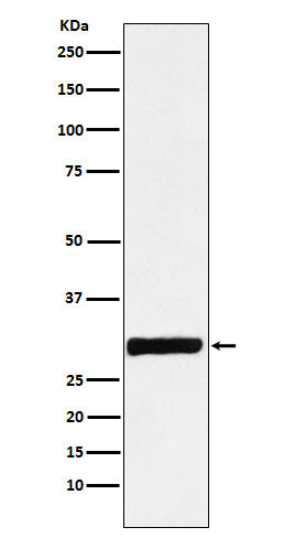 Anti-Annexin IV Rabbit Monoclonal Antibody