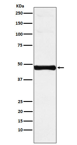 Anti-IRF9 Rabbit Monoclonal Antibody