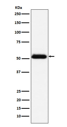Anti-Prostatic Acid Phosphatase Rabbit Monoclonal Antibody